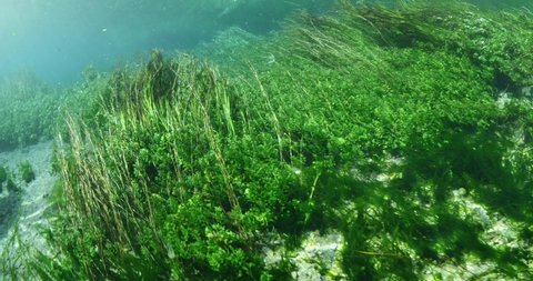 rabbitfish grazing on seagrass shallow water Stock Footage Video (100% ...