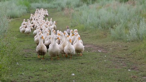 Domestic white ducks with orange beaks walk one after another on the green grass on the farm