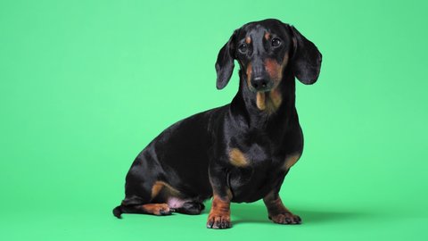 Close up portrait of cute little black and tan dachshund on green chromakey background, turning its head from side to side and looking at different corners, and finally running out.