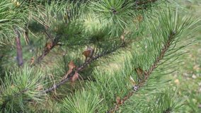 Pine branches sway in the wind on a warm winter day with the old yellow leaves of other trees
Branches of pine needles with the fall leaves of other trees  - Powered by Shutterstock - Get 15% off with code: PIKWIZARD15