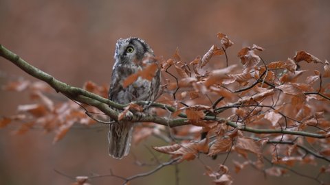 Owl hidden in the orange autumn forest, sitting on the tree polypore, nature habitat, Germany. Fall wood in orange, Bird hidden in the orange leaves. Boreal owl with big yellow eyes in autumn forest.