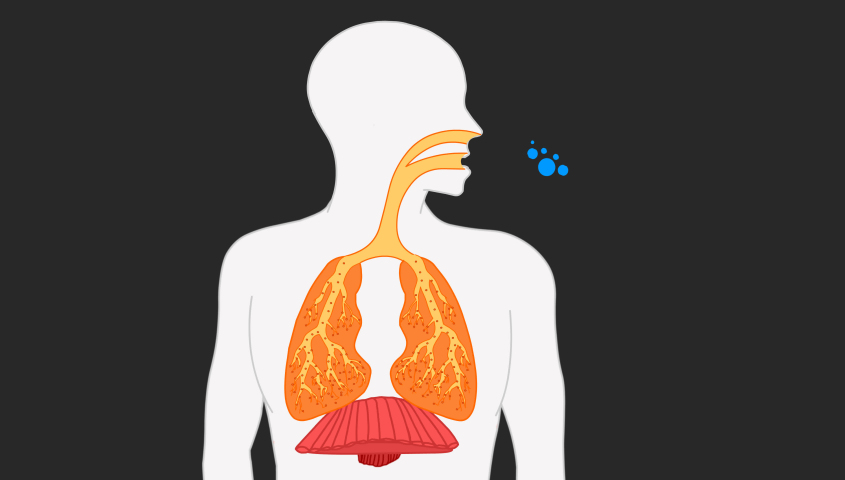 2d breath breathing animation. Loop. movement air, oxygen , CO2 in the lungs and bronchi. Movement of flattening and loosening of the diaphragm. For respiratory diseases, corona virus, flu, influenza | Shutterstock HD Video #1041695668