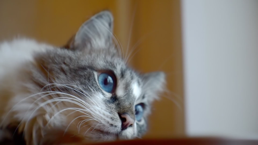 cute fluffy pet. adult gray fluffy cat with blue eyes.portrait