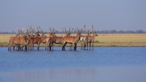 Noble deers stand together in a flowing water with an air refraction (not pixelisation!)