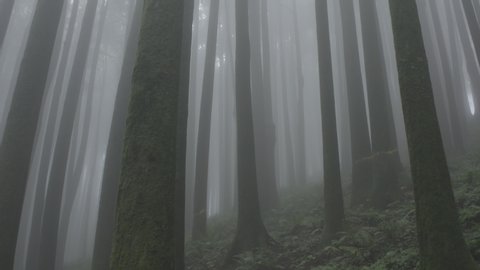 Foggy Forrests of Sikkim, India 