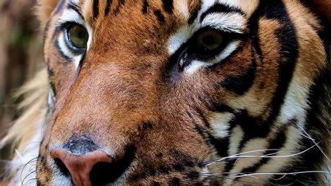 Portrait of the Tiger malayan, close up. Face pf tigris panthera jacksoni.
