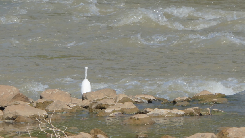 Great egret bird looking fish for feeding in wetland.