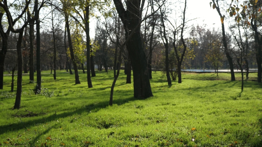 Wonderful view of a young bald brunet man in a sportive jacket walking and smiling happily in a beautiful park on a sunny day in autumn in slow motion.