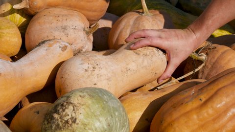 Farmer's hand flips pumpkins with beautiful clean side in the market 