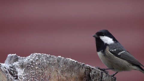 Bird Coal Tit or Cole Tit (Periparus ater, Parus ater). Willow Tit pecks food sitting on a wooden stump