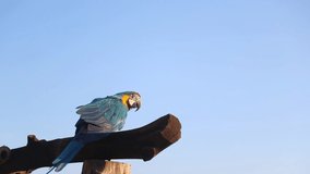 Blue yellow macaw parrot bird is standing on the big timber waiting for something against with soft blue sky in the morning, have soft sun light shine on it's face