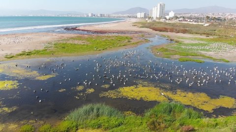 A lot of Birds on the Backwater pacific ocean coast (Coquimbo Chile) aerial view
