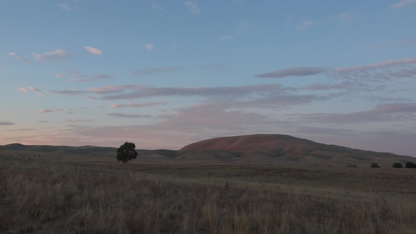 Wide panning shot of sunset over a Northern California field and cows grazing on the grass