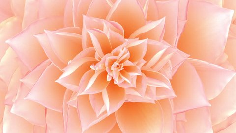 Opening Of The Pink Flower. Looped. 3D Animation. Stock-video