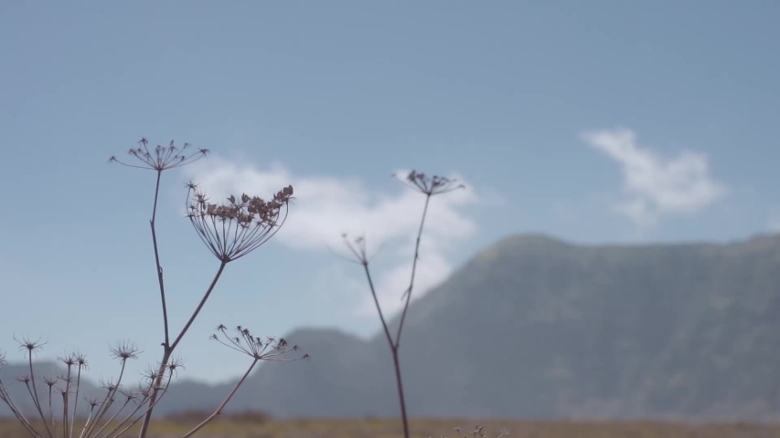 Beautiful dry grass in Mount Bromo