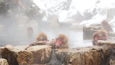 Snow monkey, Japanese macaque bathes in Onsen hot spring in winter season