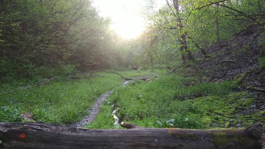 Muddy road in rural path at the forest with a creek.