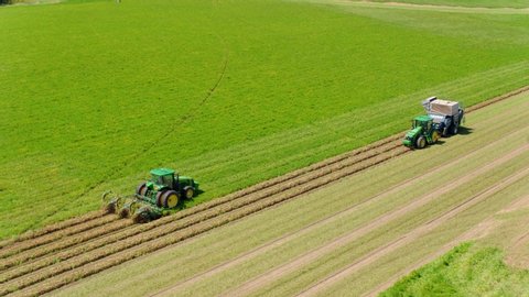 Whigham, Georgia / USA - August 28, 2019: Overhead Aerial Shot of Tractors Harvesting Peanuts on Farm, 4K