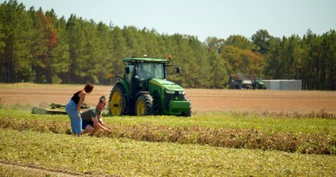 Whigham, Georgia / USA - August 28, 2019: Couple Picking Peanuts on Farm, Tractor, 4K