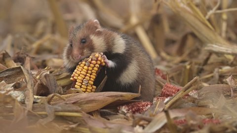 European hamster (Cricetus cricetus) eating a Corn . 