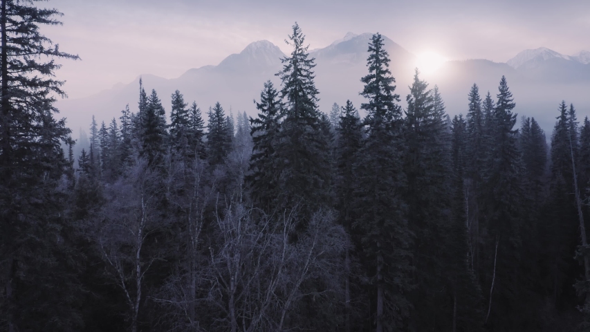 Aerial: Rising above a pine forest covered in fog on a chilly morning. The sun rising through is Rocky Mountains. Blue River, British Columbia, Canada 