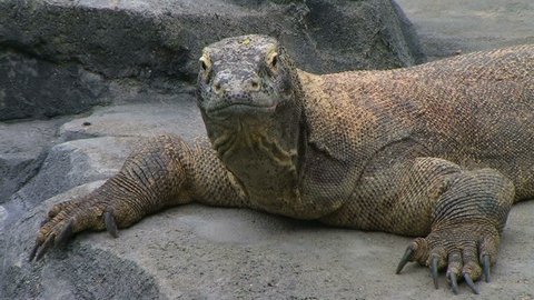 Komodo dragon, largest living species of lizard, yawns and sticks out tongue.