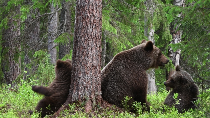 She-bear and Cubs of Brown bear in the summer forest. Natural habitat. Scientific name: Ursus Arctos. Natural habitat.