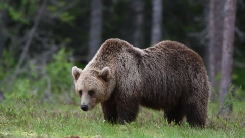 Brown Bear Pooping Foreground Brown Breaks Stock Footage Video (100% ...