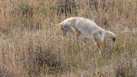 a coyote leaps into the air and dives into long grass after a mouse in a meadow at yellowstone national park of wyoming, usa