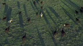 Aerial footage following herd of cows runs in field with irrigation pipes, shot with drone