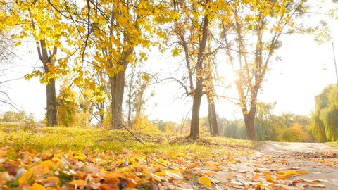 秋の公園背景 秋 秋の公園に紅葉の美しい自然の風景 Hd 1080pドリーショット の動画素材 ロイヤリティフリー Shutterstock