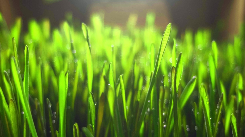 Rye Field (Cereal) Growing Crop Time Lapse. Fresh Green Rye Plant Grow Timelapse. Nature spring season. Gardening food, agriculture grain, cover crop, forage crop. Ecology, climate change  | Shutterstock HD Video #1041763924