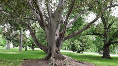 Slow motion pan around large fig tree trunk in a park. Melbourne, AUstralia