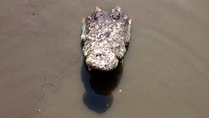 Alligator with open mouth image - Free stock photo - Public Domain ...