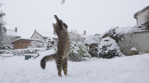 SLOW MOTION, LOW ANGLE, DOF Agile tabby cat leaps and twists to catch a snowball flying at it while playing with its owner in the backyard during a snowstorm. Frisky house cat plays in the wintry yard