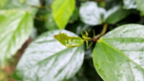Zoom in and focusing (blur at the beginning and focus at the end of the clip)  on wet leaves, One leaf is young smaller, has just bloomed.