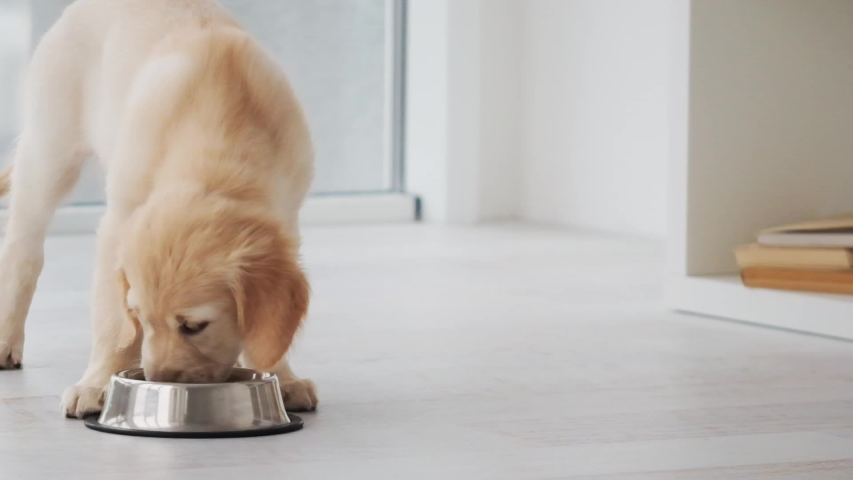 Nice puppy eating from bowl in light room | Shutterstock HD Video #1041779113