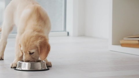 Nice puppy eating from bowl in light room