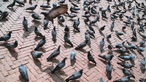 HD Footage of large pigeons flock walking and flying movings on the Boudhanath Stupa square pavement in Kathmandu, Nepal.