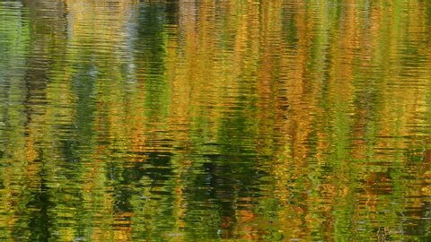Discolored golden autumn leaves as water reflection
