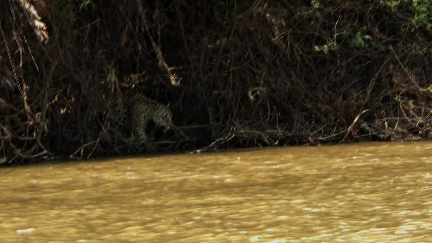 Huge jaguar female moves along the bank of the Cuiabà river, Pantanal, Brazil. | Shutterstock HD Video #1041781456