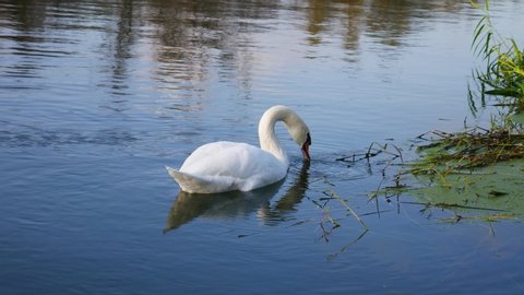 White swan eating aquatic plants.
