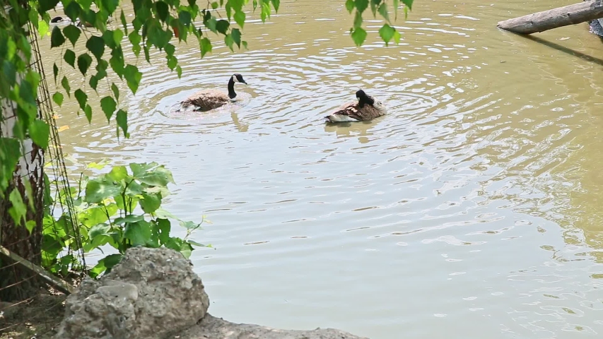 panorama of pair wild adult ducks bathing and clean feathers in open green shallow lake in large zoological park