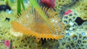 Orange split-crown feather duster worm, Anamobaea oerstedi on seabed covered by marine life in the Caribbean sea