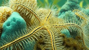 Underwater life, Ophiothrix suensoni commonly called Suenson's brittle star or sponge brittle star, Caribbean sea
