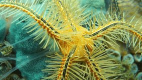 Underwater creature, close-up video of a Suenson's brittle star or sponge brittle star, Ophiothrix suensoni, Caribbean sea