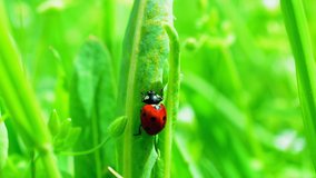Video of ladybug in grass