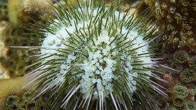Underwater sea life, Lytechinus variegatus commonly called green sea urchin or variegated sea urchin, Caribbean sea
