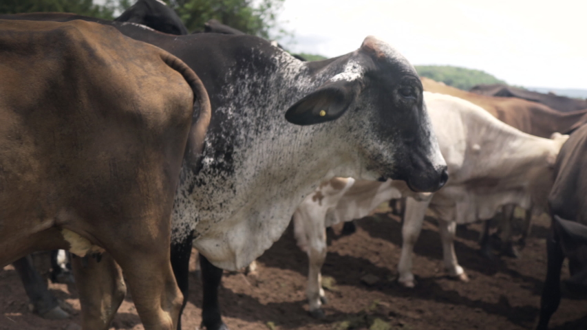 Skinny cows inside the corral, cattle in Brazil | Shutterstock HD Video #1041803611