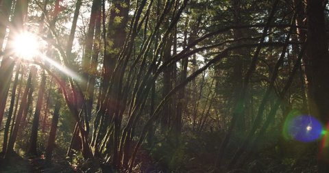 Mental Health Shot of Man Riding Mountain Bike in Beautiful Forest